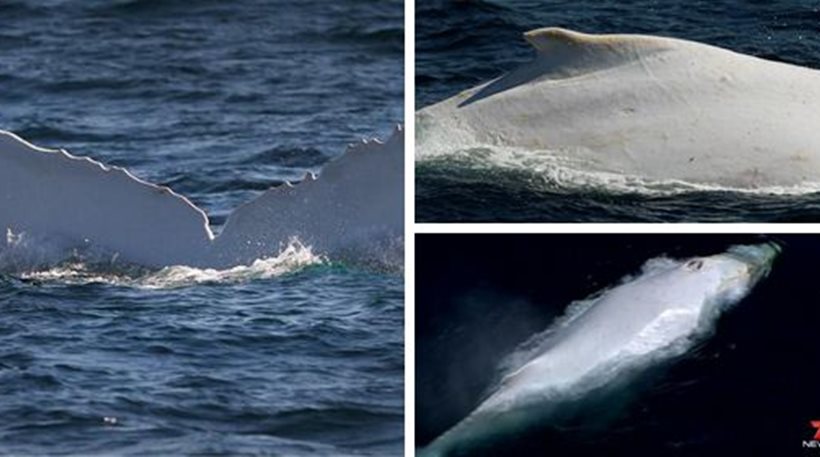 Εξαιρετικά σπάνια λευκή φάλαινα επανεμφανίστηκε μετά από 24 χρόνια [βίντεο]